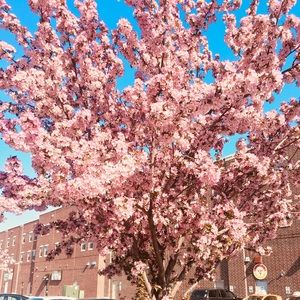 Meet your Posher, Srimani